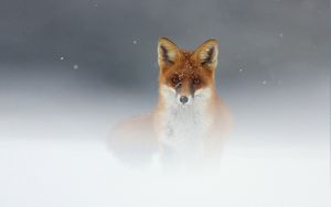 Preview wallpaper fox, snow, fog, muzzle