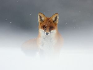 Preview wallpaper fox, snow, fog, muzzle