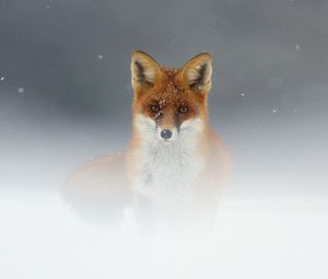 Preview wallpaper fox, snow, fog, muzzle