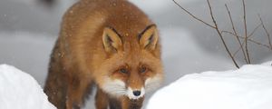 Preview wallpaper fox, snow, forest, winter