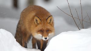 Preview wallpaper fox, snow, forest, winter