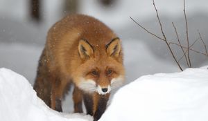 Preview wallpaper fox, snow, forest, winter