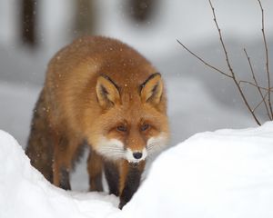 Preview wallpaper fox, snow, forest, winter