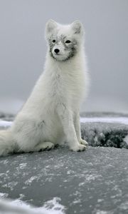 Preview wallpaper fox, snow, fur, stones