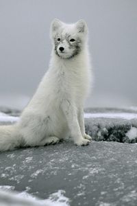 Preview wallpaper fox, snow, fur, stones