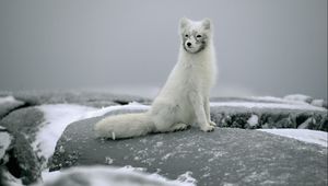 Preview wallpaper fox, snow, fur, stones