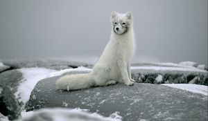 Preview wallpaper fox, snow, fur, stones