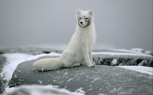 Preview wallpaper fox, snow, fur, stones