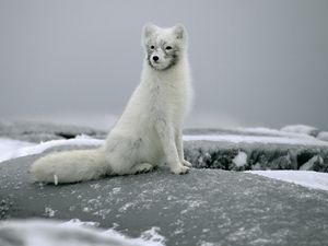 Preview wallpaper fox, snow, fur, stones