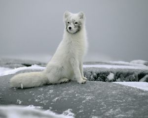 Preview wallpaper fox, snow, fur, stones