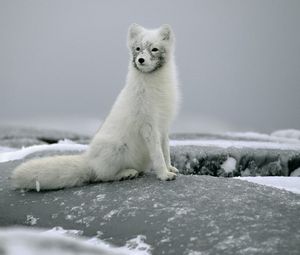 Preview wallpaper fox, snow, fur, stones