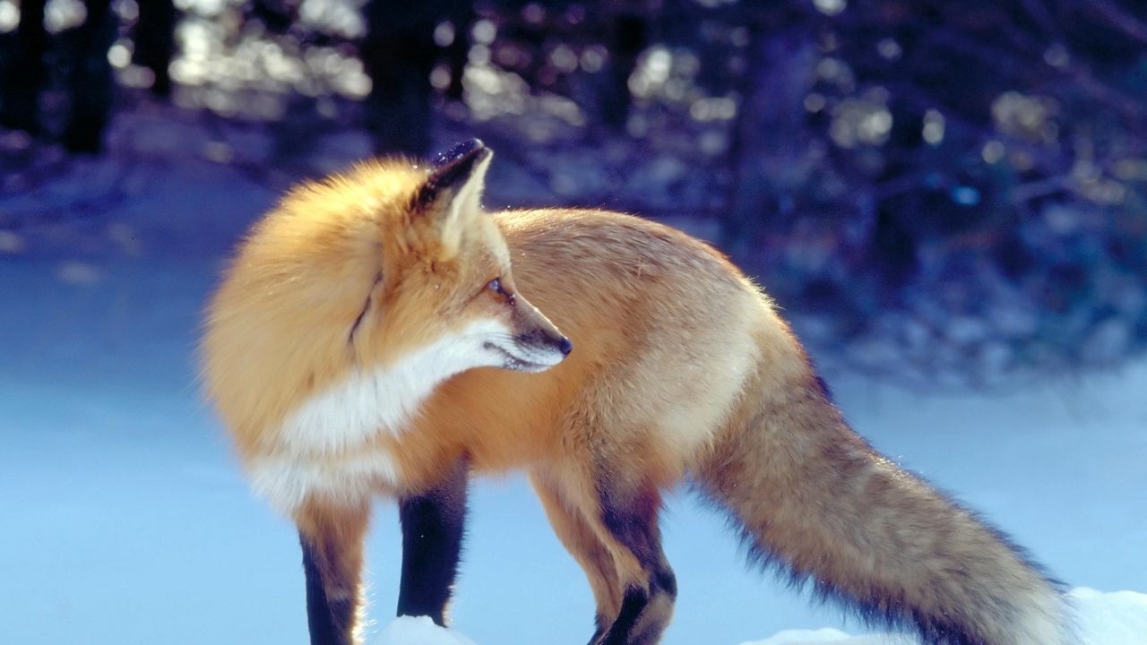 Wallpaper fox, snow, hunting, waiting, tail, winter, predator