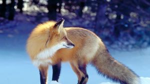Preview wallpaper fox, snow, hunting, waiting, tail, winter, predator