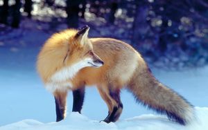 Preview wallpaper fox, snow, hunting, waiting, tail, winter, predator