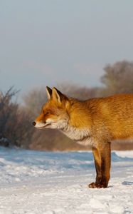 Preview wallpaper fox, snow, hunting, care