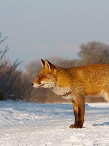 Preview wallpaper fox, snow, hunting, care