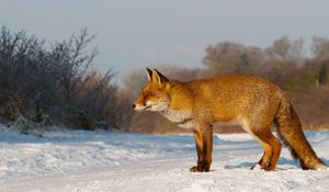 Preview wallpaper fox, snow, hunting, care