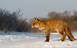 Preview wallpaper fox, snow, hunting, care