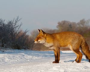 Preview wallpaper fox, snow, hunting, care