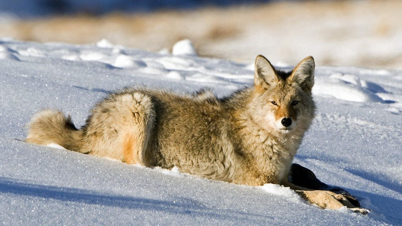 Wallpaper fox, snow, light, hunting