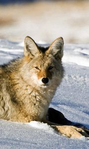 Preview wallpaper fox, snow, light, hunting