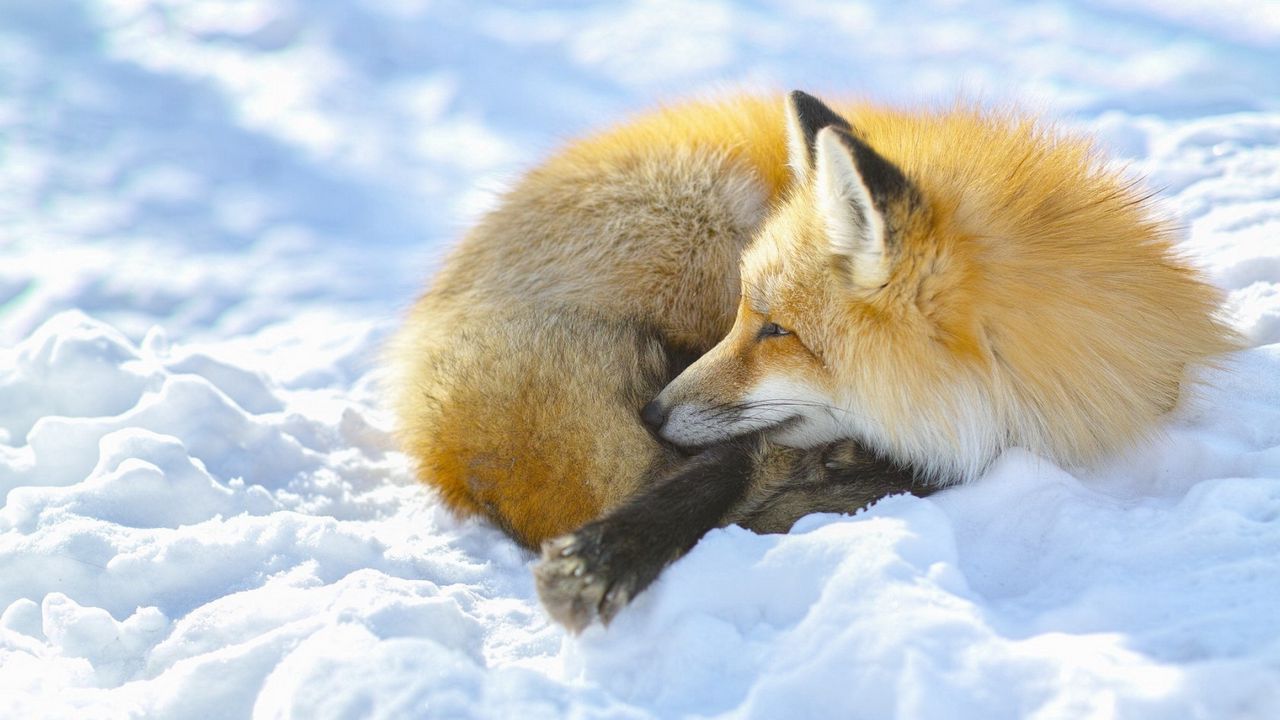 Wallpaper fox, snow, lying