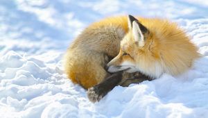 Preview wallpaper fox, snow, lying