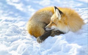 Preview wallpaper fox, snow, lying