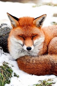 Preview wallpaper fox, snow, lying, grass