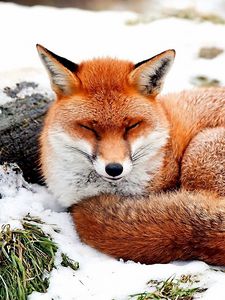 Preview wallpaper fox, snow, lying, grass