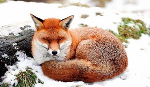 Preview wallpaper fox, snow, lying, grass