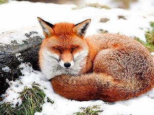 Preview wallpaper fox, snow, lying, grass