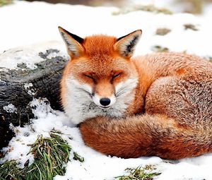 Preview wallpaper fox, snow, lying, grass