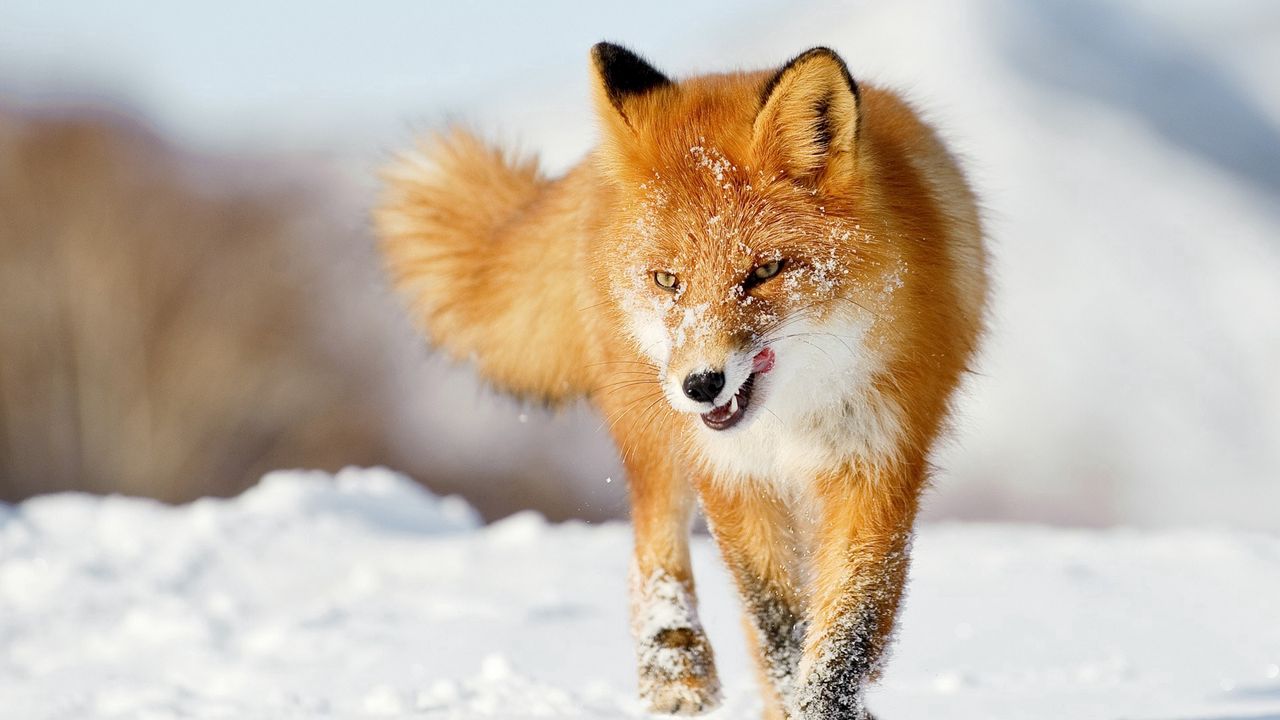 Wallpaper fox, snow, running, winter