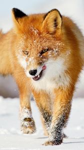 Preview wallpaper fox, snow, running, winter