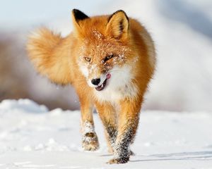 Preview wallpaper fox, snow, running, winter