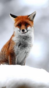 Preview wallpaper fox, snow, sit