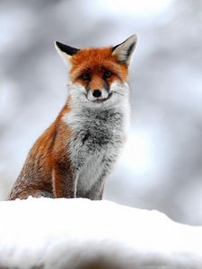 Preview wallpaper fox, snow, sit