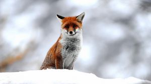 Preview wallpaper fox, snow, sit