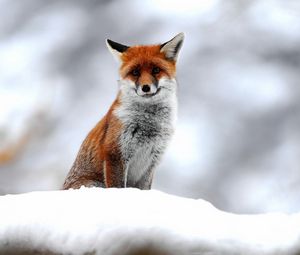 Preview wallpaper fox, snow, sit