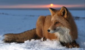 Preview wallpaper fox, snow, sky, hunting, care