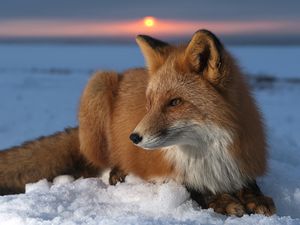 Preview wallpaper fox, snow, sky, hunting, care