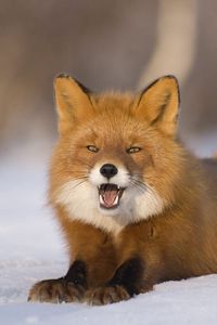 Preview wallpaper fox, snow, tail, furry, surprise