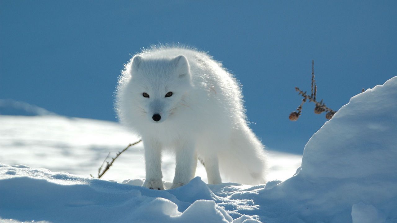 Wallpaper fox, snow, tracks, pass, light