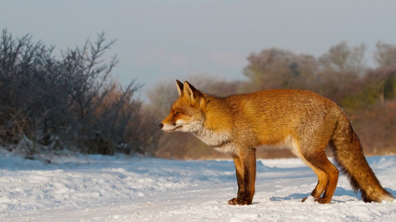 Wallpaper fox, snow, walk, hunting