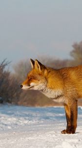 Preview wallpaper fox, snow, walk, hunting