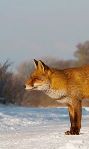 Preview wallpaper fox, snow, walk, hunting