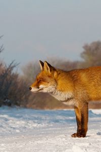 Preview wallpaper fox, snow, walk, hunting