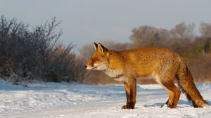 Preview wallpaper fox, snow, walk, hunting