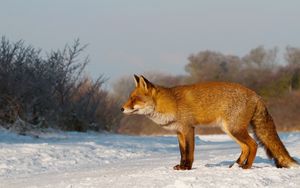 Preview wallpaper fox, snow, walk, hunting